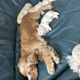 Cocker Spaniel Puppies from Cockers of Country Lane