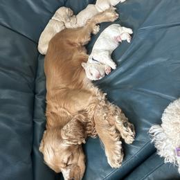 Cocker Spaniel Puppies from Cockers of Country Lane