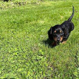 Dachshund Puppies from Cromwell Cogsworth Dachshunds of South West Michigan