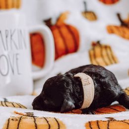 “Little Jimmy” Dickens - Black Goldendoodle puppy in Pine Bluff, Arkansas from Maizey Jane’s Doodles