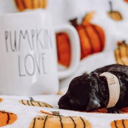 “Little Jimmy” Dickens - Black Goldendoodle puppy in Pine Bluff, Arkansas from Maizey Jane’s Doodles