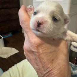 Sweetie Pi' - White female Maltese puppy in Houston, Texas from The Royal Furbabies