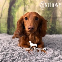 Anthony - Dachshund