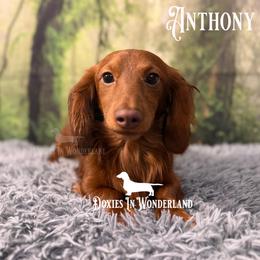 Anthony - Dachshund