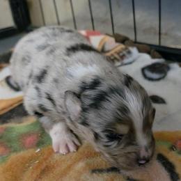 Steel - Blue merle male Australian Shepherd puppy in Leonard, Texas from Tin Roof Aussies