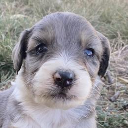 Girl 1 - Aussiedoodle puppy in Clyde, Texas from W7 Doodles