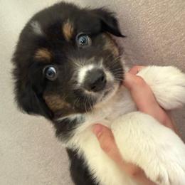 Griffin - Black tri-color male Australian Shepherd puppy in Weeki Wachee, Florida from Ace of Spades Australian Shepherds