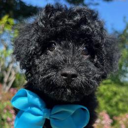 Blue Collar - male Cavapoochon puppy in Waterford, California from Windy Hill Doodles