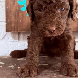 Lexus - Chocolate female Goldendoodle puppy in Arlington, Texas from Chambers Doodle Patch