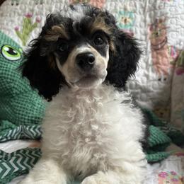 Purple collar - Parti male Poodle puppy in Huntsville, Alabama from Heart Song Standard Poodles