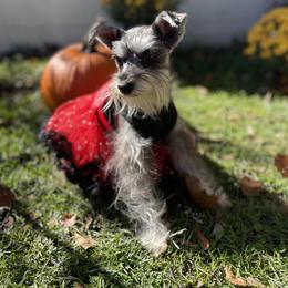 Miniature Schnauzer Puppies from Amanda Tragash