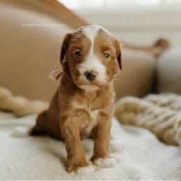 Macadamia - Red  female Goldendoodle puppy in Hiddenite, North Carolina from Rose and Reid Doodles