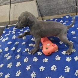 Dante - Blue male Italian Greyhound puppy in Duncanville, Texas from Oremor's