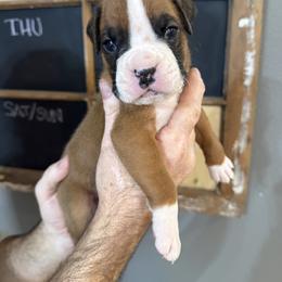 Charlie - Fawn male Boxer puppy in Rochester, Washington from Holly's Boxers of Rochester