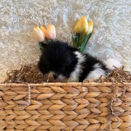 Meadow - Black and tan parti female Pomeranian puppy in Success, Missouri from Sweet Success