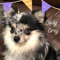 Lady - Pomeranian