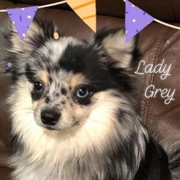 Lady - Pomeranian