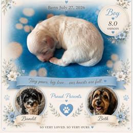 BISCUIT - White male Coton de Tulear puppy in Freeport, Texas from H❤️PE COTONS