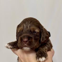 'Penn'sylvania - Black - Brown white and tan male Cocker Spaniel puppy in Inman, South Carolina from Dees Cockers, LLC
