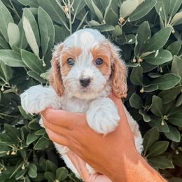Waffle - Blenheim male Cavapoo puppy in Mayo, Florida from Kingston’s Cavaliers