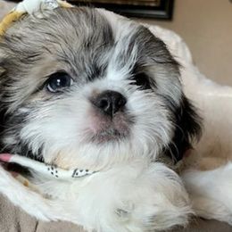Shih Tzus from Bambi Beauty Babies