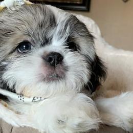 Shih Tzus from Bambi Beauty Babies