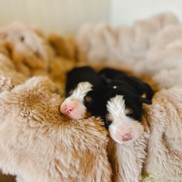 Luca - Black rust and white male Bernese Mountain Dog puppy in Layton, Utah from Rebel Mountain Bernese