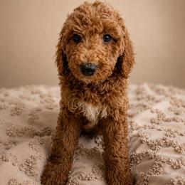 Waylon - Red  male Goldendoodle puppy in Juliette, Georgia from Megan's Goldendoodles