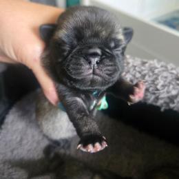 Boy 3 - Fawn male Pug puppy in Keysville, Georgia from Rollee Pollee Pugs
