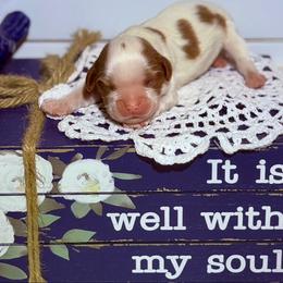 Kiss - Blenheim male Cavalier King Charles Spaniel puppy in Hemphill, Texas from Toledo Bend Cavaliers