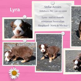 Lyra - Red tri female Miniature Australian Shepherd puppy in Asheboro, North Carolina from Stellar Aussies