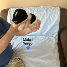 Goldendoodle Puppies from Hesseldoodles Farm