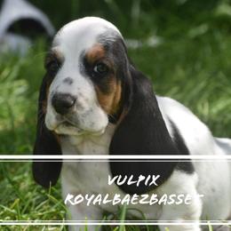 Basset Hound Puppies from Royal Baez Basset