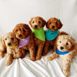 Goldendoodle Puppies from Missy Doodles