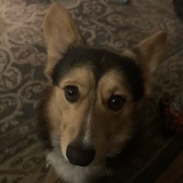 Bandit  - Pembroke Welsh Corgi