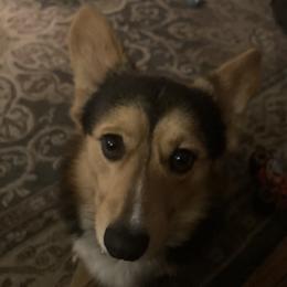 Bandit  - Pembroke Welsh Corgi