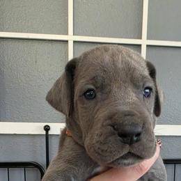 Emily - Blue female Great Dane puppy in Longview, Texas from Lazy A Danes