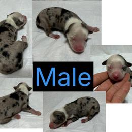 Boy2 - Blue merle male Miniature Australian Shepherd puppy in Olean, New York from Windy River Mini Aussie