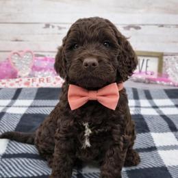 Stryker - Liver and white male Springerdoodle puppy in Lisbon, Ohio from Willow Lane Doodles