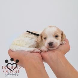 Mister Black - Parti male Labradoodle puppy in Travelers Rest, South Carolina from Doodles of Love Labradoodles