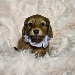 Fifi - Dapple female Dachshund puppy in Sylvania, Georgia from Dachshund and Co.