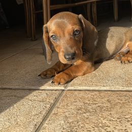 Dachshund Puppies from Ripon Dachshunds