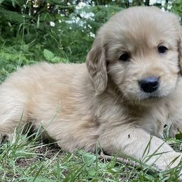 Golden Retrievers from Anna's Golden Retrievers