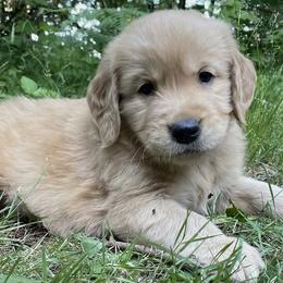 Golden Retrievers from Anna's Golden Retrievers