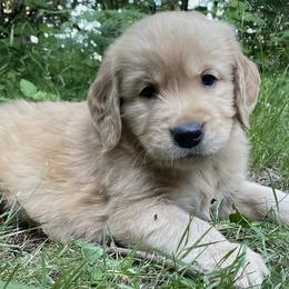 Golden Retrievers from Anna's Golden Retrievers