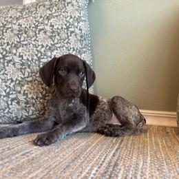 Flyer - Liver roan female German Shorthaired Pointer puppy in Ulen, Minnesota from North Wind Gundogs