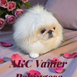 AKC Vanier's Arm Candy - White female Pekingese puppy in Texas from Vanier Pekingese