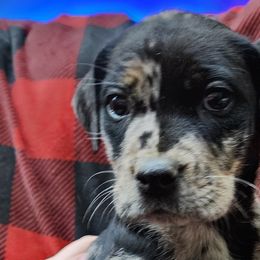 Catahoula Leopard Dogs from Kassie's Catahoulas