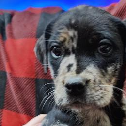 Catahoula Leopard Dogs from Kassie's Catahoulas