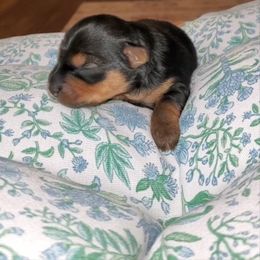 Yorkshire Terrier Puppies from Louie yorkie crustables